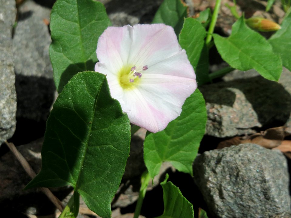 Ackerwinde (Convolvulus arvensis) an der Saar in Saarbrücken