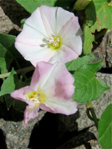 Ackerwinde (Convolvulus arvensis) an der Saar in Saarbrücken