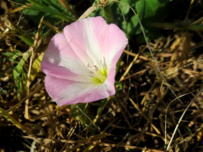Ackerwinde (Convolvulus arvensis) beim Insultheimer Hof im Landschaftsschutzgebiet „Hockenheimer Rheinbogen“