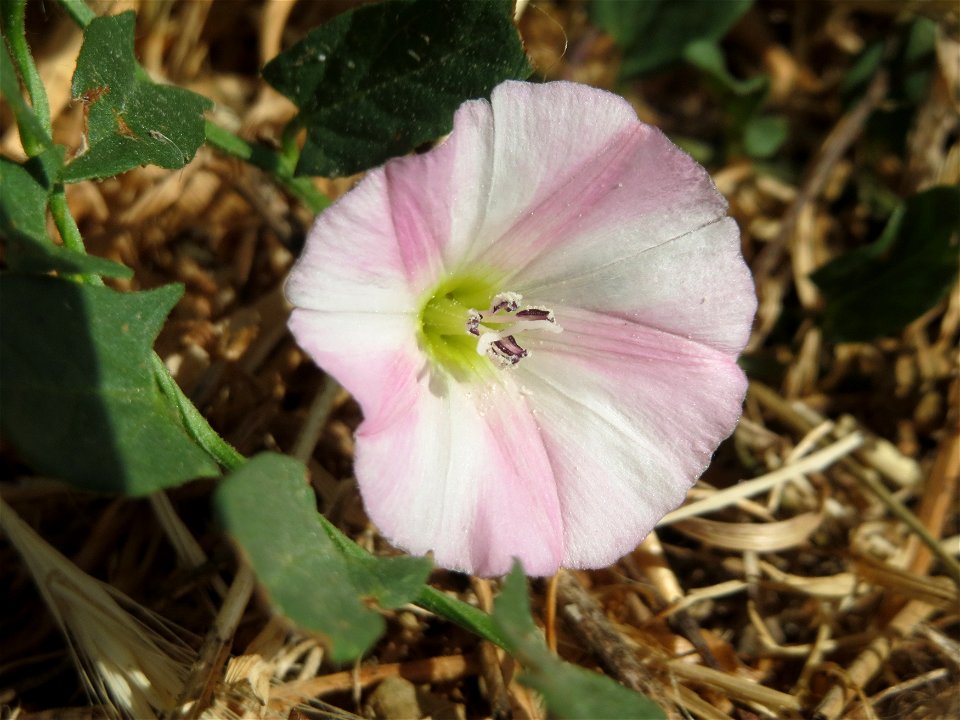 Ackerwinde (Convolvulus arvensis) beim Insultheimer Hof im Landschaftsschutzgebiet „Hockenheimer Rheinbogen“
