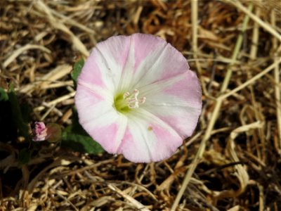 Ackerwinde (Convolvulus arvensis) beim Insultheimer Hof im Landschaftsschutzgebiet „Hockenheimer Rheinbogen“