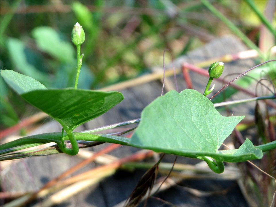 Ackerwinde (Convolvulus arvensis) im Landschaftsschutzgebiet „Hockenheimer Rheinbogen“