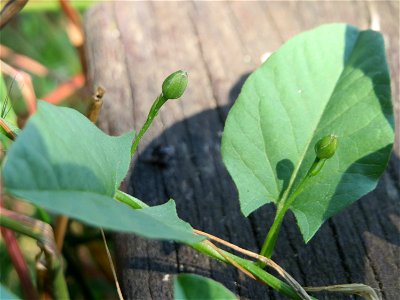 Ackerwinde (Convolvulus arvensis) im Landschaftsschutzgebiet „Hockenheimer Rheinbogen“