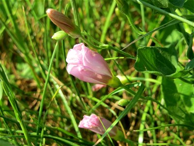 Ackerwinde (Convolvulus arvensis) im Landschaftsschutzgebiet „Hockenheimer Rheinbogen“
