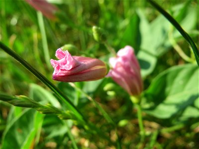 Ackerwinde (Convolvulus arvensis) im Landschaftsschutzgebiet „Hockenheimer Rheinbogen“