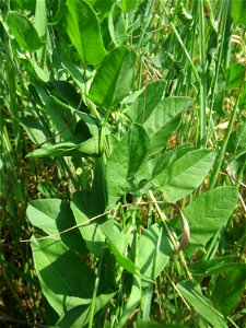 Blätter der Ackerwinde (Convolvulus arvensis) beim Insultheimer Hof im Landschaftsschutzgebiet „Hockenheimer Rheinbogen“