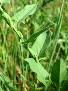 Blätter der Ackerwinde (Convolvulus arvensis) beim Insultheimer Hof im Landschaftsschutzgebiet „Hockenheimer Rheinbogen“