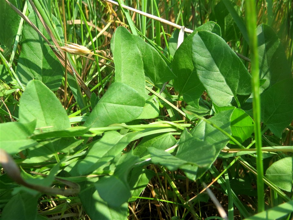 Blätter der Ackerwinde (Convolvulus arvensis) beim Insultheimer Hof im Landschaftsschutzgebiet „Hockenheimer Rheinbogen“