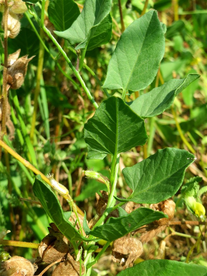 Blätter der Ackerwinde (Convolvulus arvensis) beim Insultheimer Hof im Landschaftsschutzgebiet „Hockenheimer Rheinbogen“