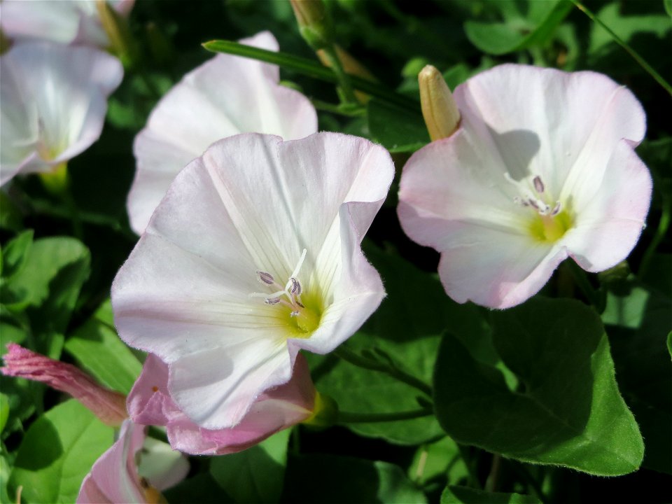 Ackerwinde (Convolvulus arvensis) am Stadtrand von Hockenheim