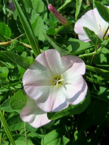 Ackerwinde (Convolvulus arvensis) am Stadtrand von Hockenheim