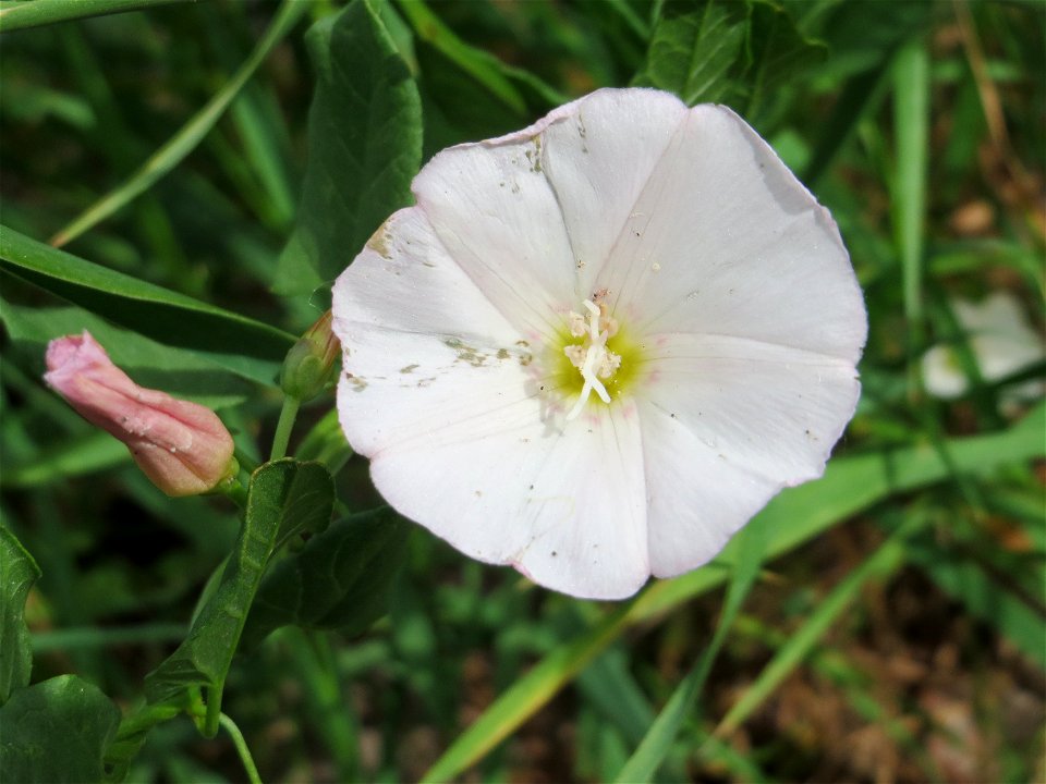 Ritzenbotanik: Ackerwinde (Convolvulus arvensis) in Hockenheim