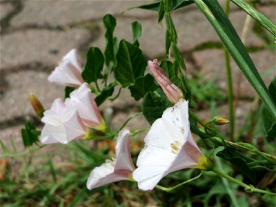 Ritzenbotanik: Ackerwinde (Convolvulus arvensis) in Hockenheim