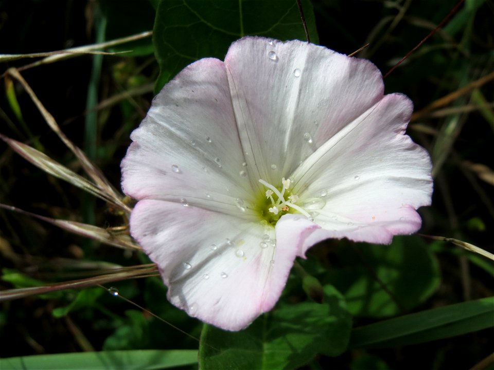 Ackerwinde (Convolvulus arvensis) auf einer Wiese zum Schutz der Haubenlerche am Stadtrand von Hockenheim