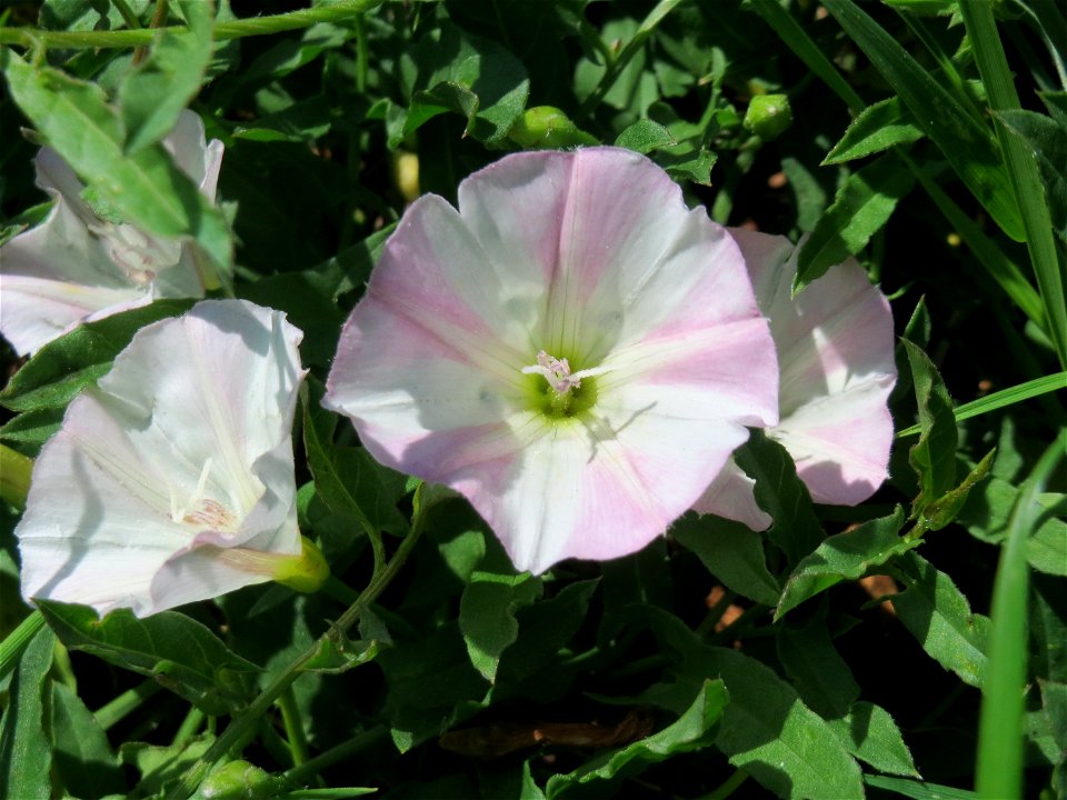 Ackerwinde (Convolvulus arvensis) in Sankt Arnual