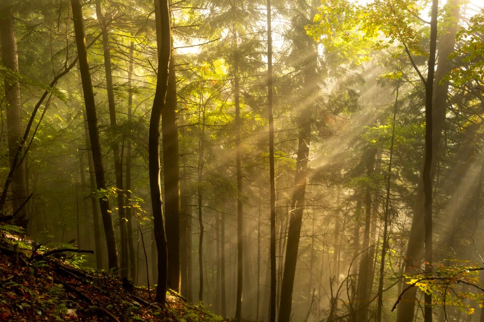 The sun's rays mood luminously