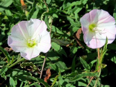 Ackerwinde (Convolvulus arvensis) in Sankt Arnual