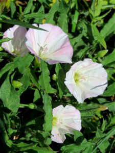 Ackerwinde (Convolvulus arvensis) in Sankt Arnual