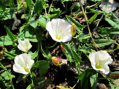 Ackerwinde (Convolvulus arvensis) in Hockenheim