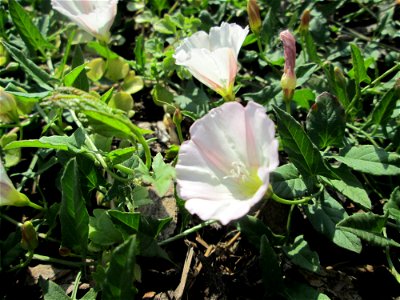 Ackerwinde (Convolvulus arvensis) in Hockenheim