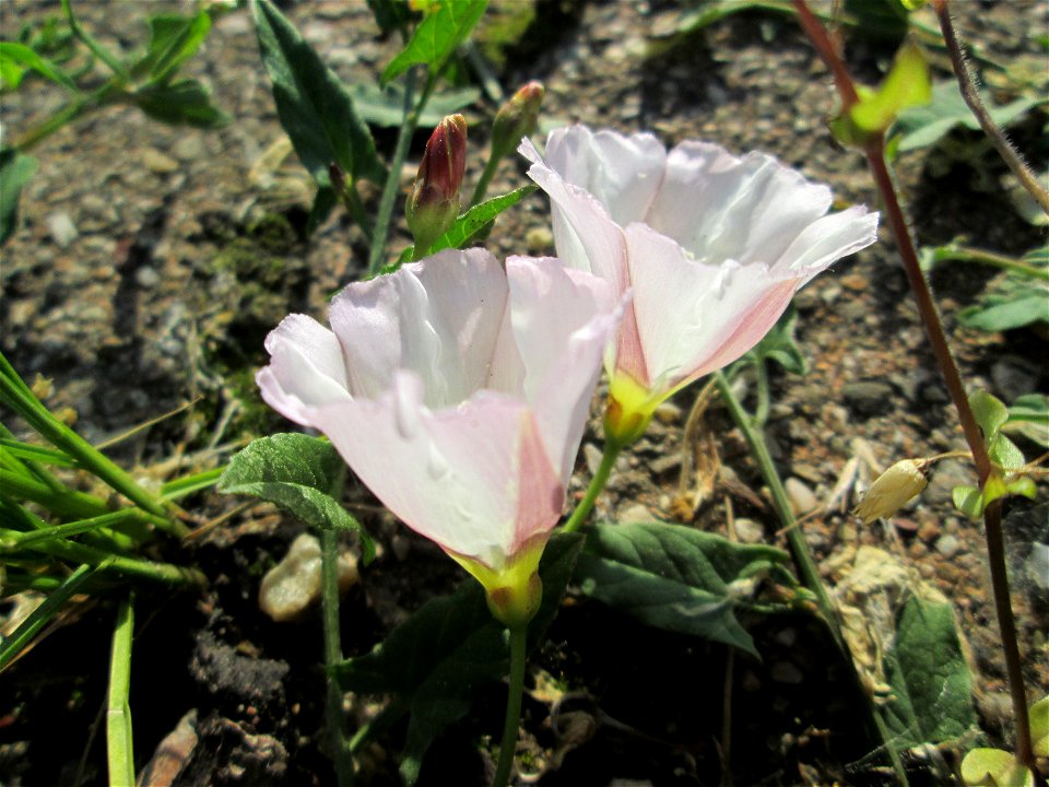 Ackerwinde (Convolvulus arvensis) in Hockenheim