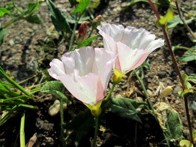Ackerwinde (Convolvulus arvensis) in Hockenheim