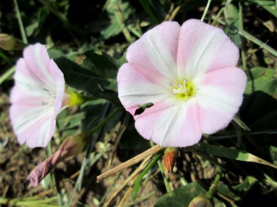 Ackerwinde (Convolvulus arvensis) Naturschutzgebiet „Bachwiesen/Leopoldswiesen“ im Hockenheimer Rheinbogen