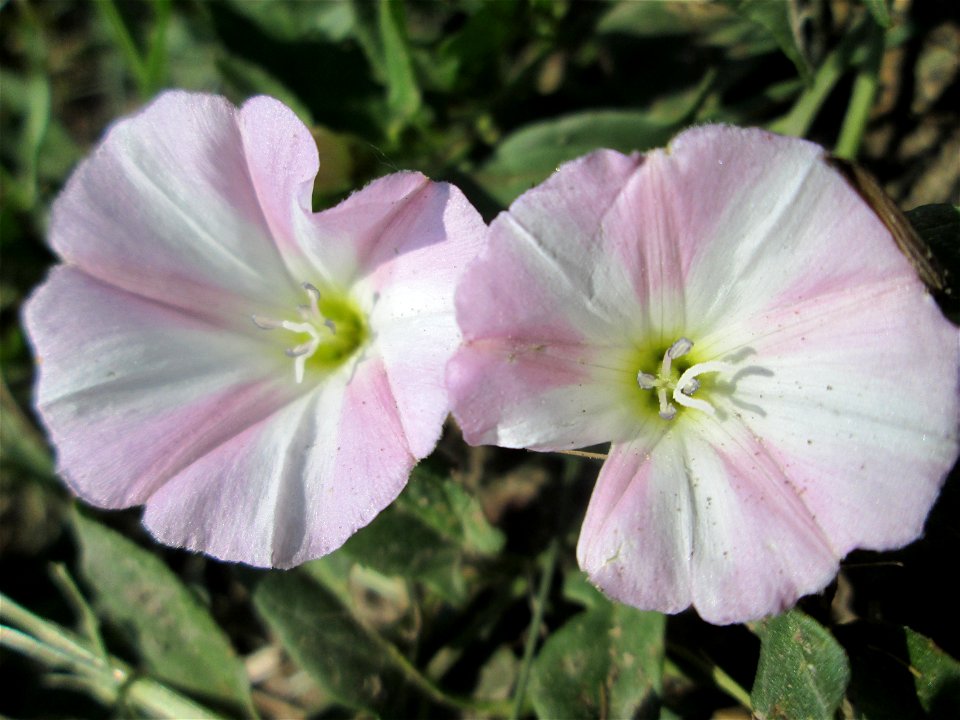 Ackerwinde (Convolvulus arvensis) Naturschutzgebiet „Bachwiesen/Leopoldswiesen“ im Hockenheimer Rheinbogen