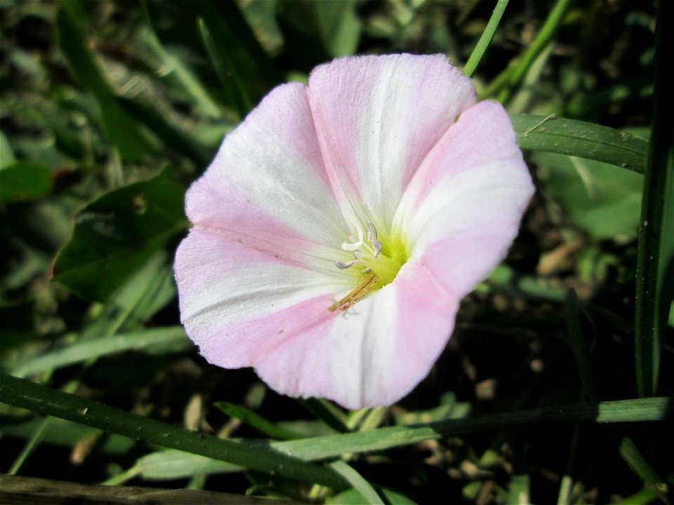 Ackerwinde (Convolvulus arvensis) Naturschutzgebiet „Bachwiesen/Leopoldswiesen“ im Hockenheimer Rheinbogen