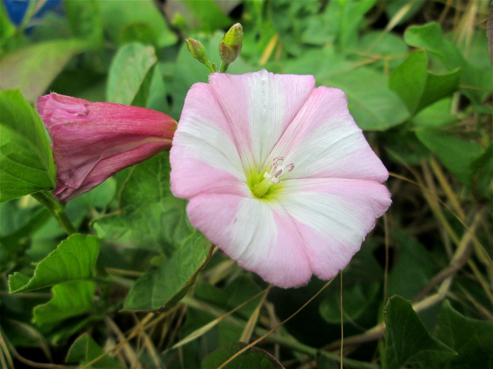 Ackerwinde (Convolvulus arvensis) in Schwetzingen