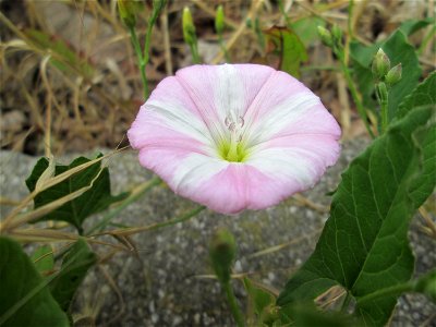 Ackerwinde (Convolvulus arvensis) in Schwetzingen