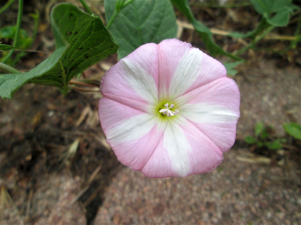 Ackerwinde (Convolvulus arvensis) in Schwetzingen