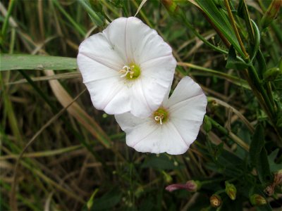 Ackerwinde (Convolvulus arvensis) im Landschaftsschutzgebiet „Hockenheimer Rheinbogen“