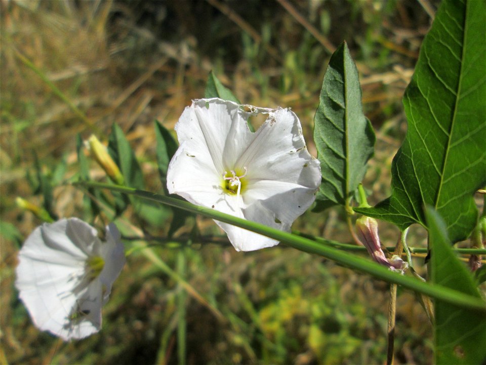 Ackerwinde (Convolvulus arvensis) an der Böschung der A61 im Landschaftsschutzgebiet „Hockenheimer Rheinbogen“