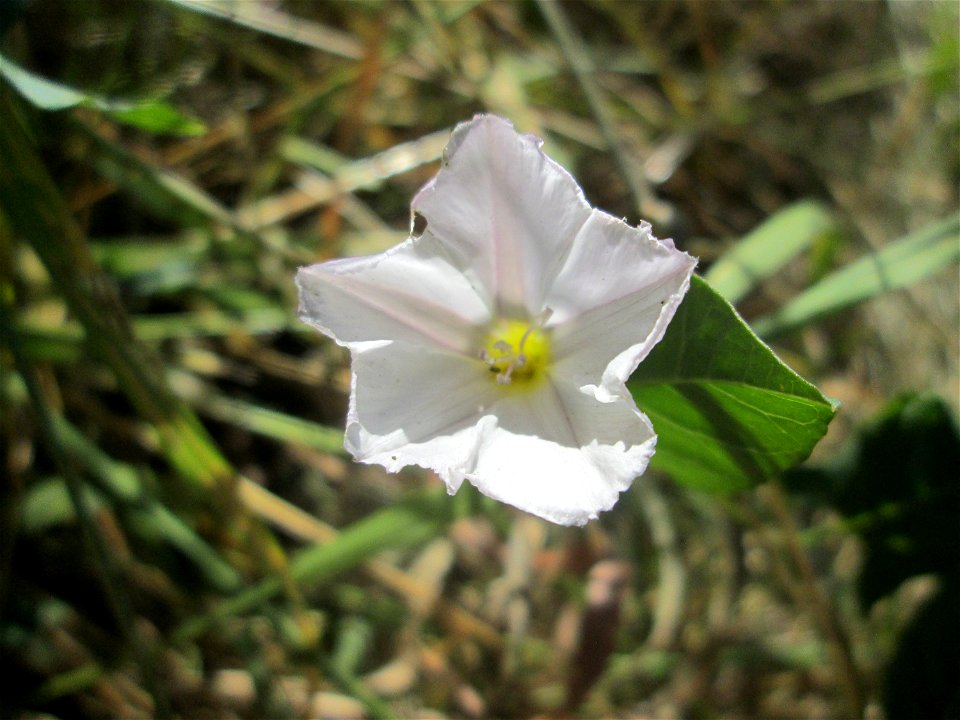 Ackerwinde (Convolvulus arvensis) an der Böschung der A61 im Landschaftsschutzgebiet „Hockenheimer Rheinbogen“