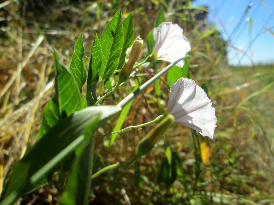 Ackerwinde (Convolvulus arvensis) an der Böschung der A61 im Landschaftsschutzgebiet „Hockenheimer Rheinbogen“