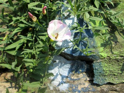 Ackerwinde (Convolvulus arvensis) an einer Böschungsmauer an der Saar in Saarbrücken