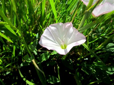 Ackerwinde (Convolvulus arvensis) im Naturschutzgebiet „Hochholz-Kapellenbruch“