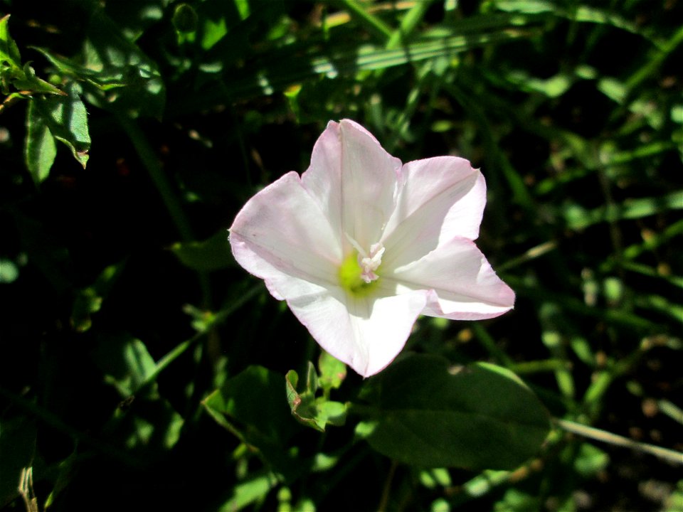 Ackerwinde (Convolvulus arvensis) im Naturschutzgebiet „Hochholz-Kapellenbruch“