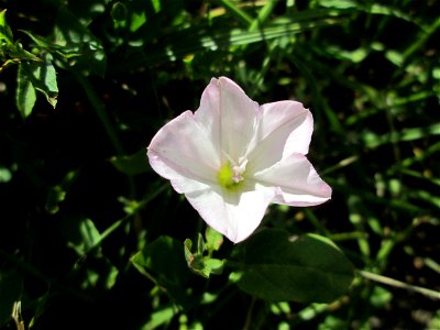 Ackerwinde (Convolvulus arvensis) im Naturschutzgebiet „Hochholz-Kapellenbruch“