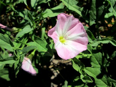 Ackerwinde (Convolvulus arvensis) in Bischmisheim