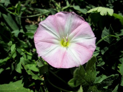Ackerwinde (Convolvulus arvensis) in Bischmisheim