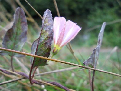 Ackerwinde (Convolvulus arvensis) an der Saar bei Grosbliederstroff