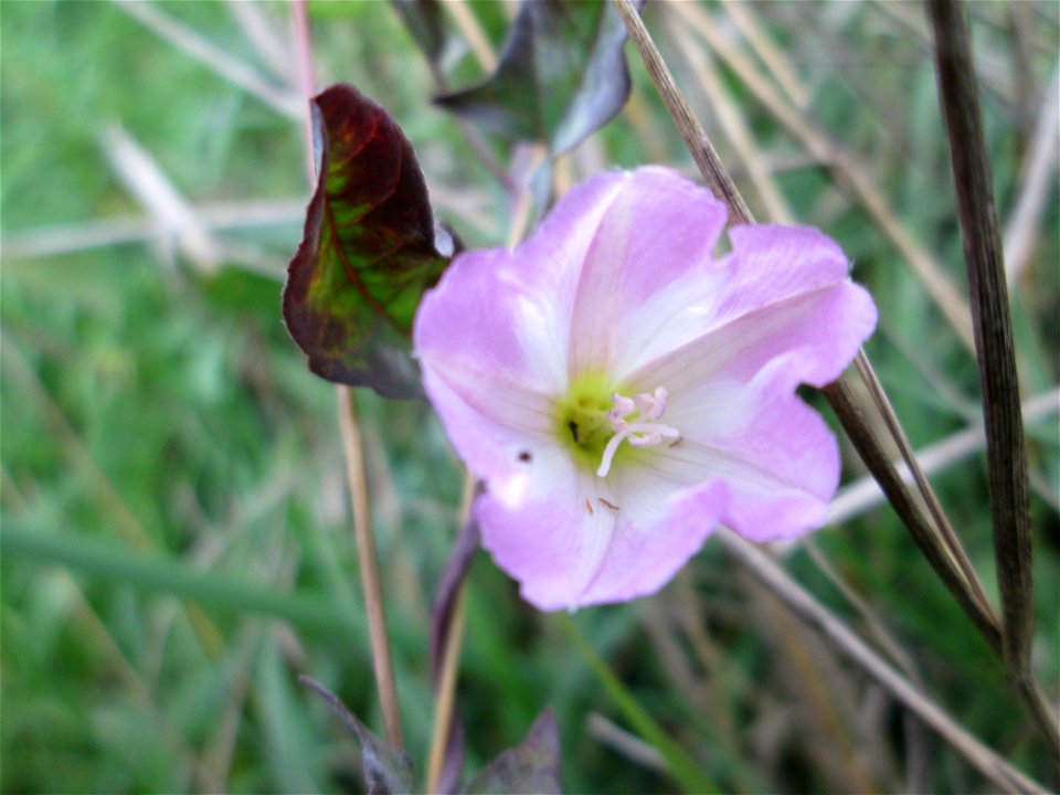 Ackerwinde (Convolvulus arvensis) an der Saar bei Grosbliederstroff