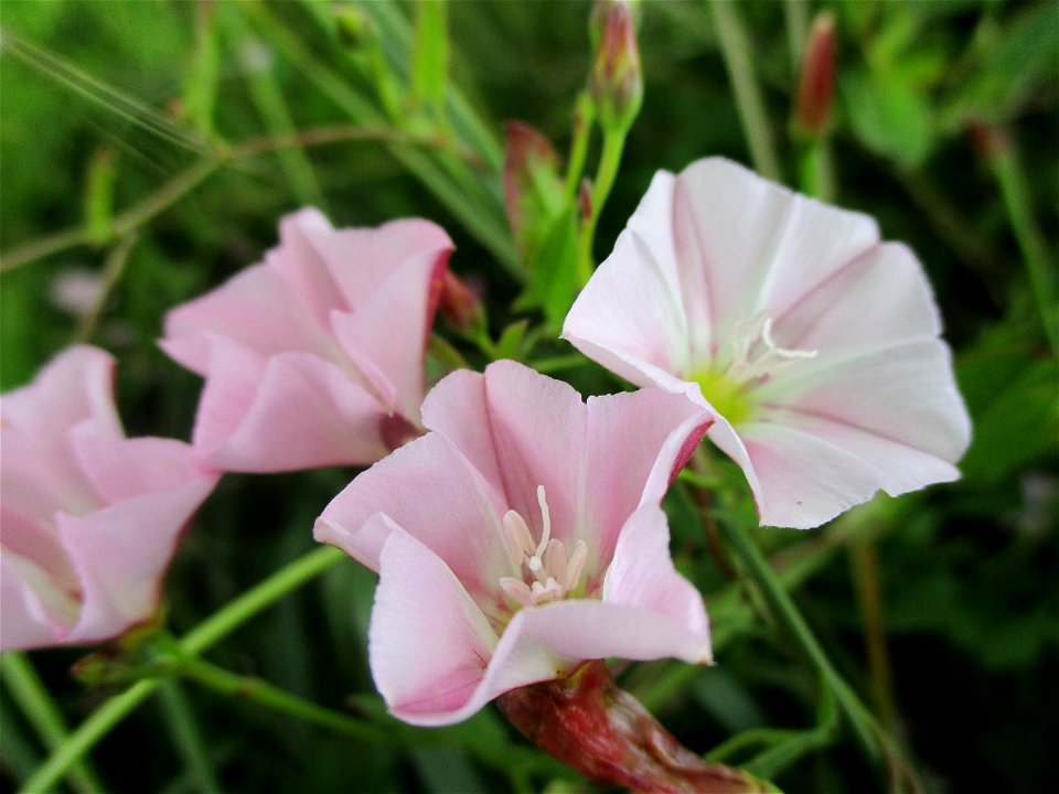 Ackerwinde (Convolvulus arvensis) bei Ensheim