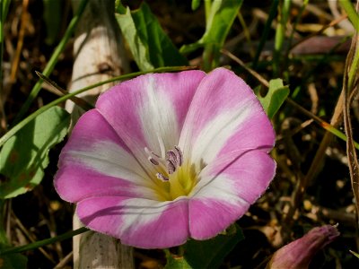 Acker Winde (Convolvulus arvensis) im Freilichtmusum Roscheider Hof. Standort: Mehrere Pflanzen links neben der Sitzbank links vom Bienenlehrstand. Möglicherweise auch an anderen Standorten im Museums