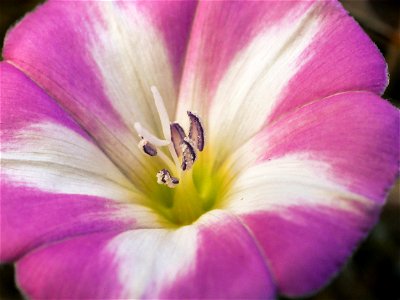 Acker Winde (Convolvulus arvensis) im Freilichtmusum Roscheider Hof. Standort: Mehrere Pflanzen links neben der Sitzbank links vom Bienenlehrstand. Möglicherweise auch an anderen Standorten im Museums