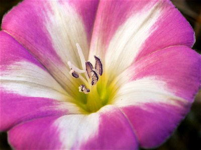 Acker Winde (Convolvulus arvensis) im Freilichtmusum Roscheider Hof. Standort: Mehrere Pflanzen links neben der Sitzbank links vom Bienenlehrstand. Möglicherweise auch an anderen Standorten im Museums photo