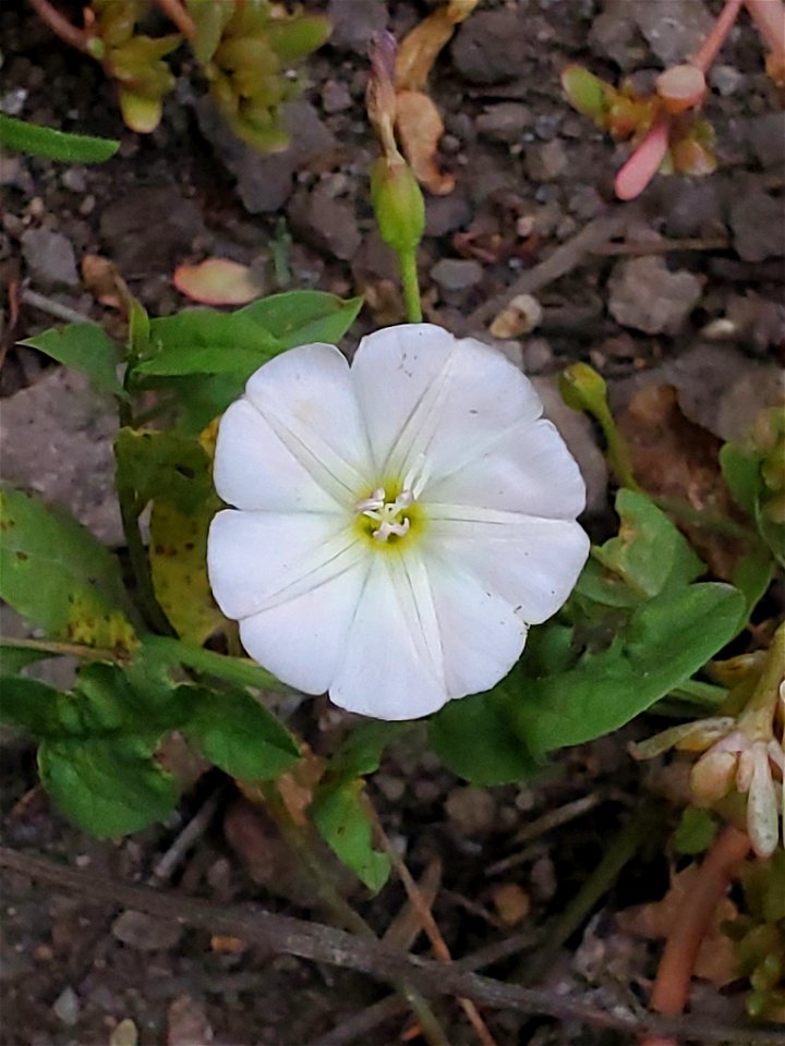 field bindweed (Convolvulus arvensis)