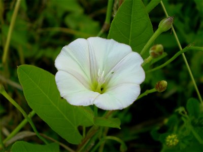 Convolvulus arvensis